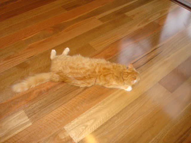 ReadyFlor NSW Spotted Gum 2 Strip - Image 8